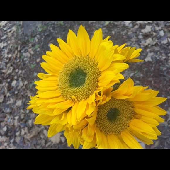 Meet your Posher, Edith - Picture 1 of 1